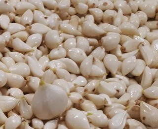 Ail du Québec - pelé - Le Petit Mas Ail certifié biologique du Québec (Canada). Le Petit Mas, producteur d'ail du Québec, produit de l'ail en Estrie (Québec) certifié biologique depuis 1989.