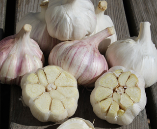 Glazed purple stripe garlic variety - Le Petit Mas - Quebec-grown (Canadian) organic garlic - Stock-up and buy organic Quebec-grown (Canadian) garlic, organic fermented garlic scapes, dried quebec-grown (canadian) garlic, dried quebec-grown (canadian) garlic scapes