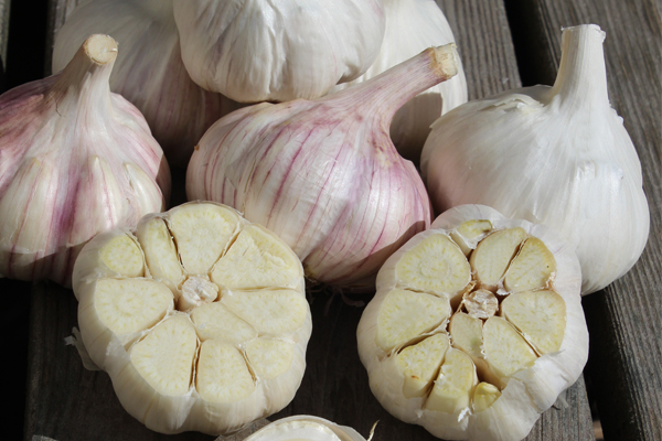 Quebec-grown Glazed Purple Stripe Variety - Le Petit Mas