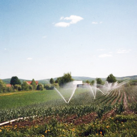Fertilizing and irrigating | A guide to growing Quebec Music variety garlic | Organic | Le Petit Mas Growing canadian garlic : All you need to know about soil, seeds, planting, fertilizing, irrigating, weeding, harvest, drying and storing.