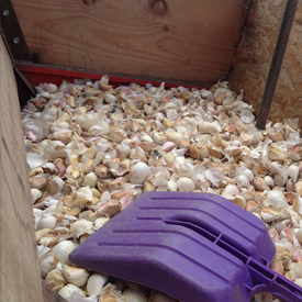 Seeds | A guide to growing Quebec Music variety garlic | Organic | Le Petit Mas Growing canadian garlic : All you need to know about soil, seeds, planting, fertilizing, irrigating, weeding, harvest, drying and storing.
