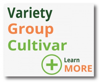 Le Petit Mas variety groups and cultivars