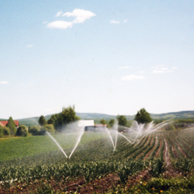 Fertilisation et irrigation | Guide de culture pour l'ail du Québec biologique | Variété Music | Le Petit Mas Comment cultiver l'ail du Québec | Guide de culture d'ail biologique | Étapes culture d'ail biologique | L'ail du Québec dans son jardin | Récolter l'ail biologique