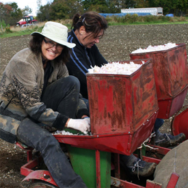 Plantation | Guide de culture pour l'ail du Québec biologique | Variété Music | Le Petit Mas Comment cultiver l'ail du Québec | Guide de culture d'ail biologique | Étapes culture d'ail biologique | L'ail du Québec dans son jardin | Récolter l'ail biologique