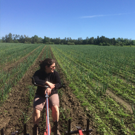 Sarclage| Guide de culture pour l'ail du Québec biologique | Variété Music | Le Petit Mas Comment cultiver l'ail du Québec | Guide de culture d'ail biologique | Étapes culture d'ail biologique | L'ail du Québec dans son jardin | Récolter l'ail biologique